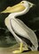 American White Pelican Poster Print by John James Audubon - Item # VARPDX3AA2231
